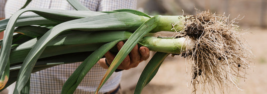 companion planting banner leek