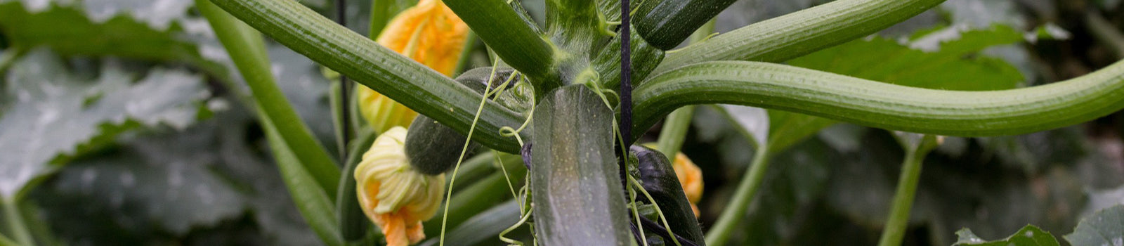 Courgette grise – Graines de légumes anciens - France Courgette grise – Graines de légumes anciens - France