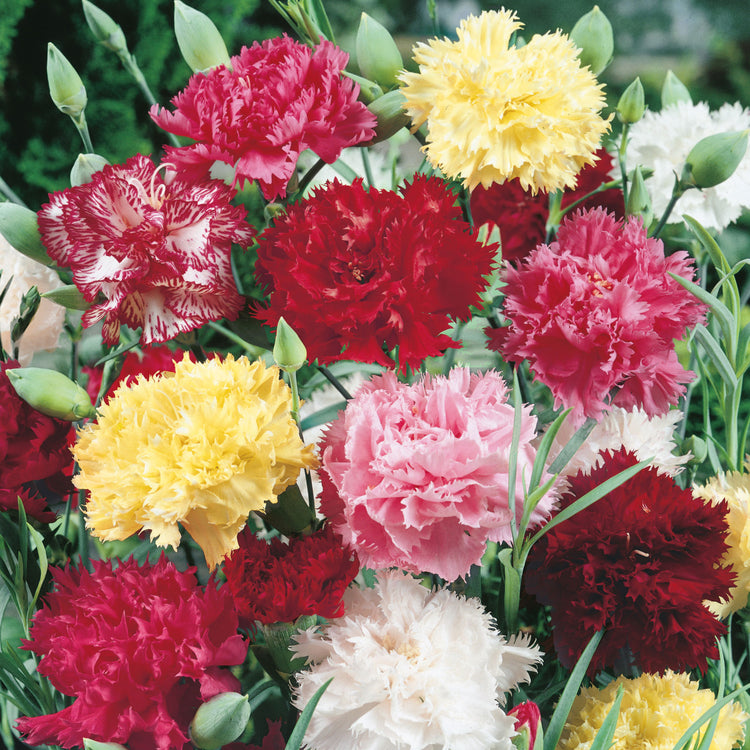 Unwins Carnation Early Flowering Mix Seeds