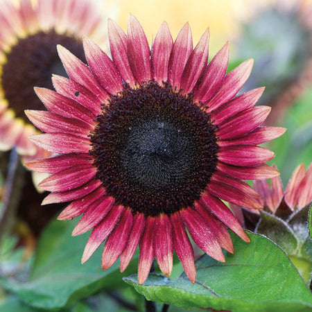 Unwins Sunflower Ms Mars Seeds