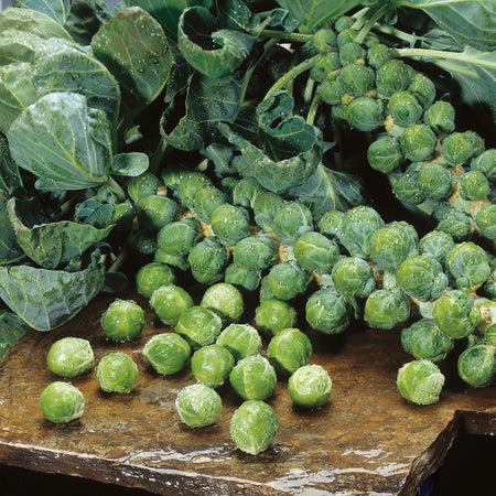 Unwins Brussels Sprout Maximus F1 Seeds