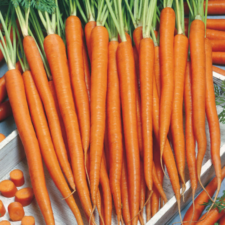 Unwins Carrot Sugarsnax 54 F1 Seeds