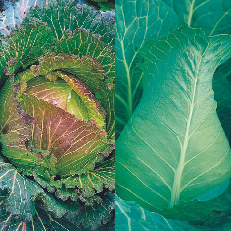 Unwins Cabbage All Season Collection Pack Seeds