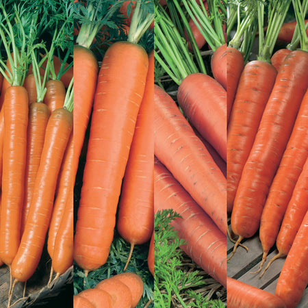 Unwins Carrot All Season Collection Pack Seeds