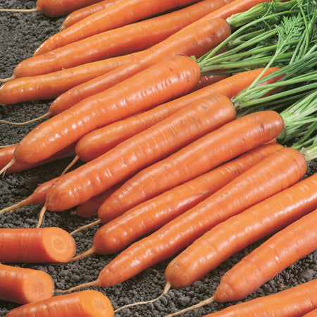 Unwins Organic Carrot Rothild Seeds