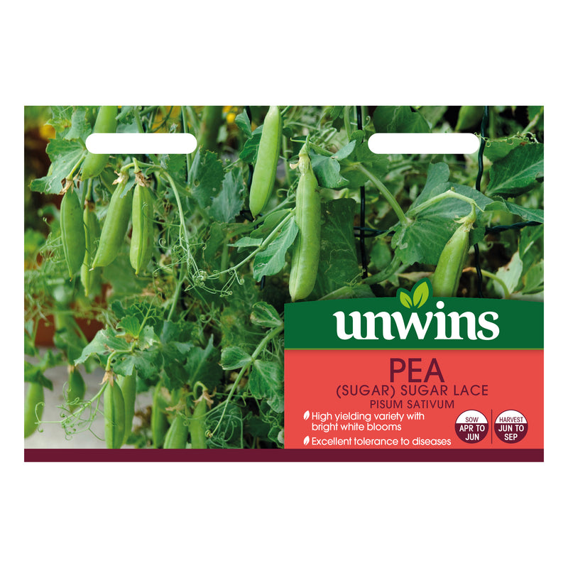 Unwins Sugar Pea Sugar Lace Seeds