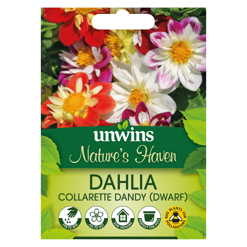 Nature's Haven Dwarf Dahlia Collarette Dandy Seeds