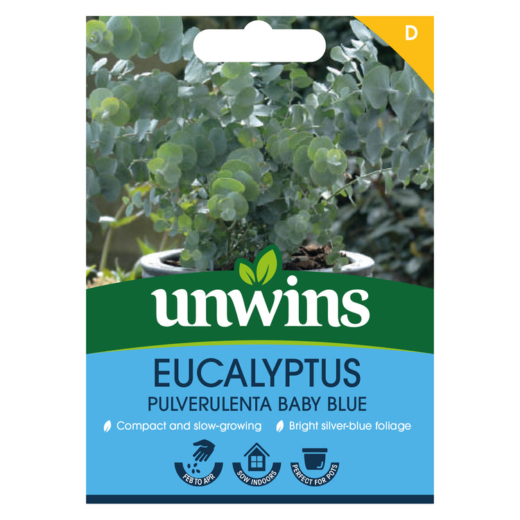 Unwins Eucalyptus Pulverulenta Baby Blue Seeds
