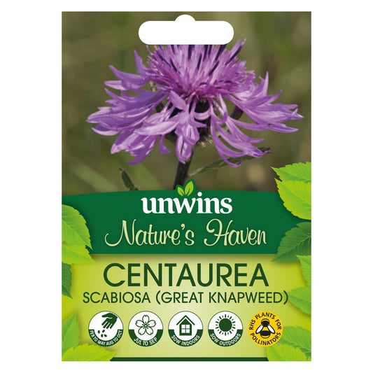 Nature's Haven Centaurea Scabiosa Great Knapweed Seeds Front