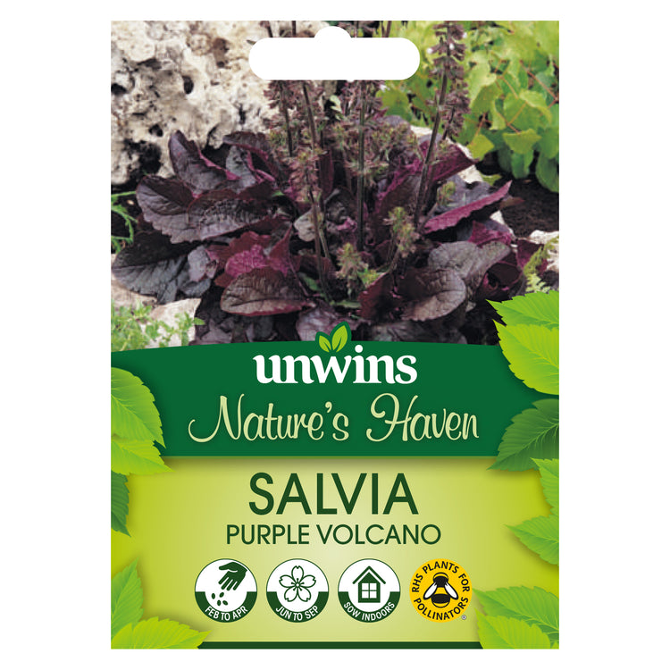 Nature's Haven Salvia Purple Volcano Seeds