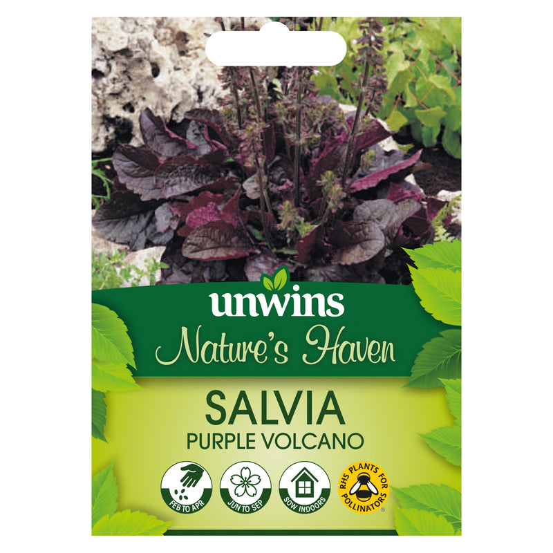 Nature's Haven Salvia Purple Volcano Seeds