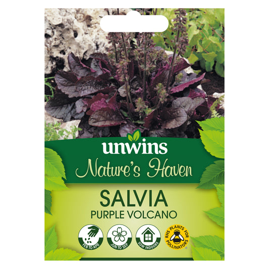 Nature's Haven Salvia Purple Volcano Seeds Front