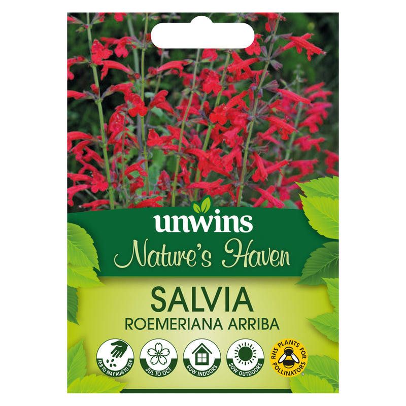 Nature's Haven Salvia Roemeriana Arriba Seeds