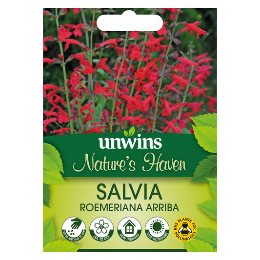 Nature's Haven Salvia Roemeriana Arriba Seeds Front