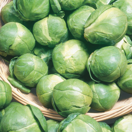 Unwins Brussels Sprout Bosworth F1 Seeds