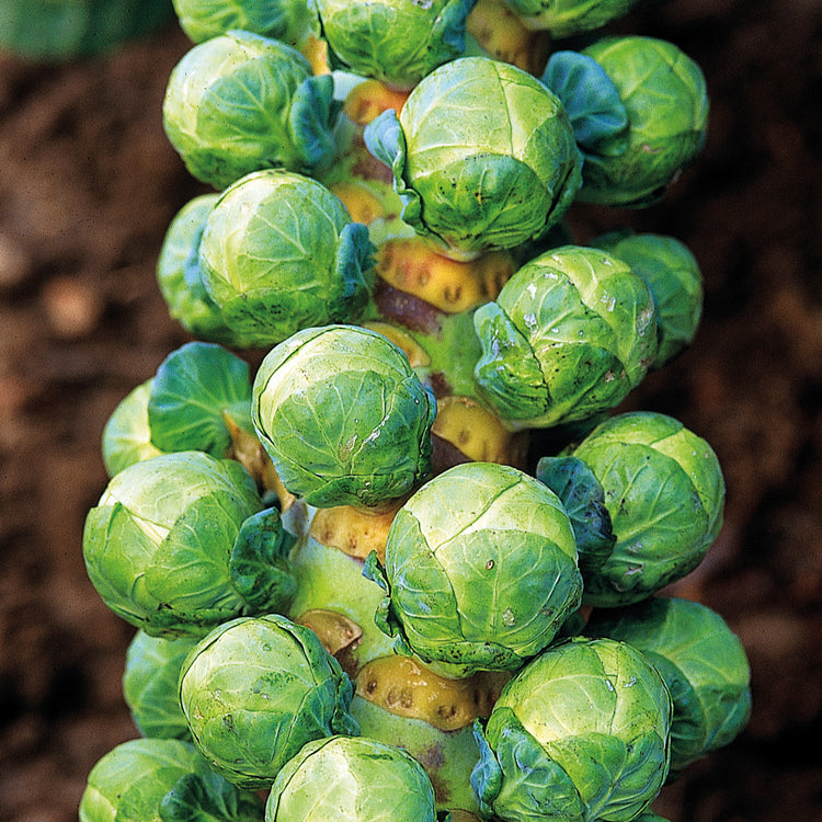 Unwins Brussels Sprout Clodius F1 Seeds