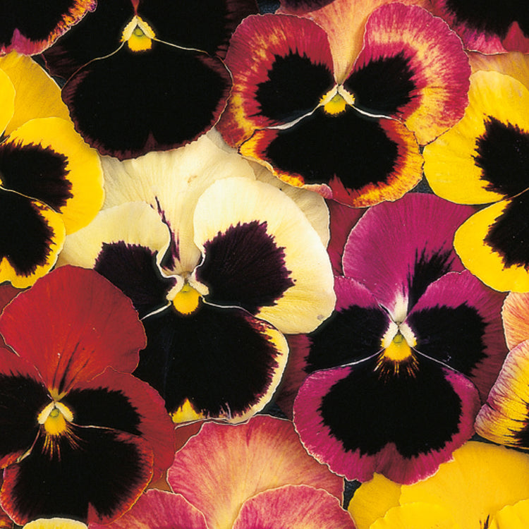 Little Growers Pansy Happy Faces Seeds