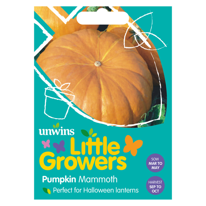 Little Growers Pumpkin Mammoth Seeds