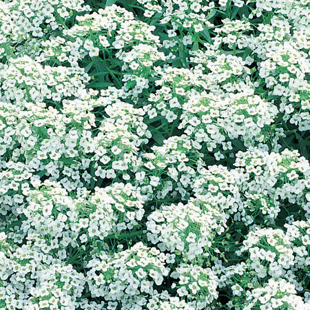 Unwins Alyssum Carpet of Snow Seeds