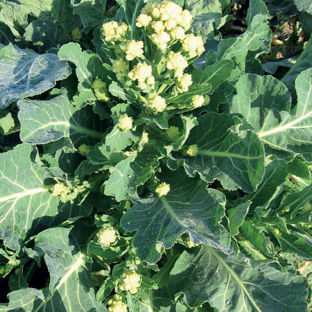 Unwins Broccoli Burbank F1 Seeds