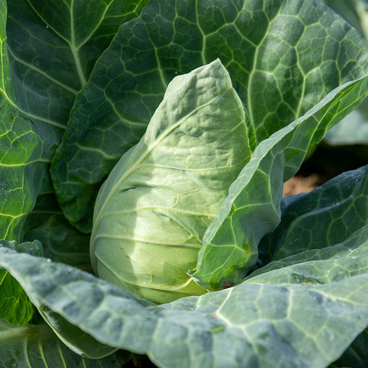 Unwins Cabbage Duncan F1 Seeds