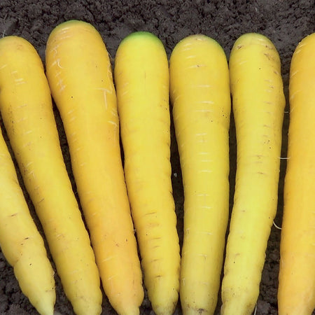 Unwins Carrot Gold Nugget F1 Seeds