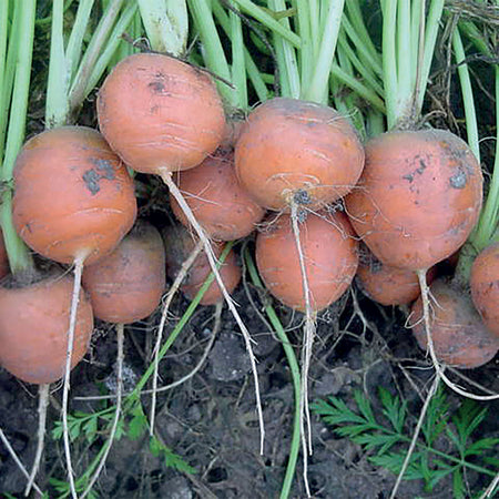 Unwins Carrot Market 5 Atlas Seeds