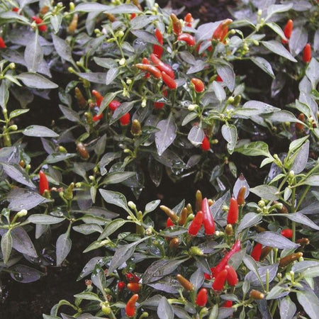 Unwins Chilli Pepper Demon Red Seeds