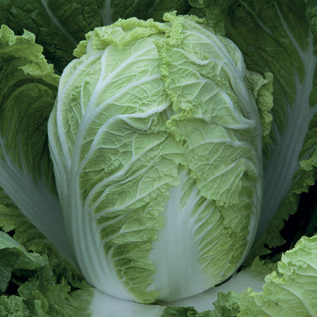 Unwins Chinese Cabbage Questar F1 Seeds