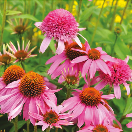 Nature's Haven Echinacea Pow Wow Wild Berry Seeds