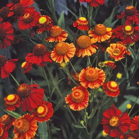 Nature's Haven Helenium Helena Red Shades Seeds