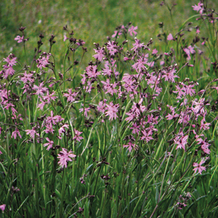 Nature's Haven Lychnis Flos-Cuculi Ragged Robin Seeds