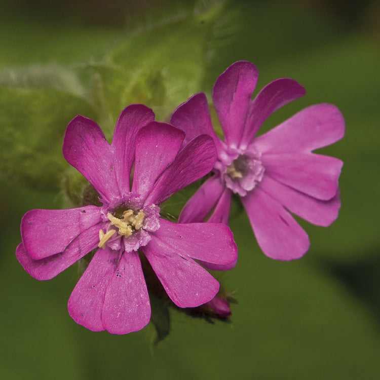 Nature's Haven Red Campion Seeds