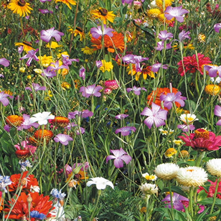 Nature's Haven Summer Annuals Cut Flower Mix Seeds