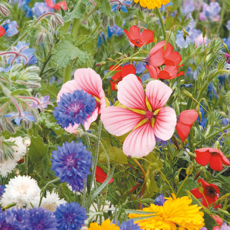 Nature's Haven Summer Annuals Medieval Carpet Mix Seeds