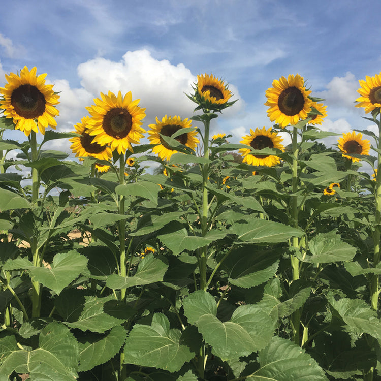 Nature's Haven Sunflower Tall Timbers Seeds