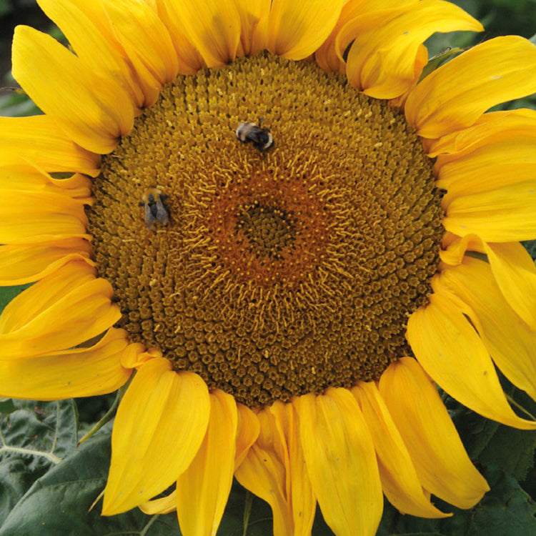Nature's Haven Sunflower Yellow Pygmy Seeds