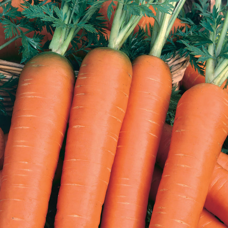 Unwins Organic Carrot Nantes 2 Seeds