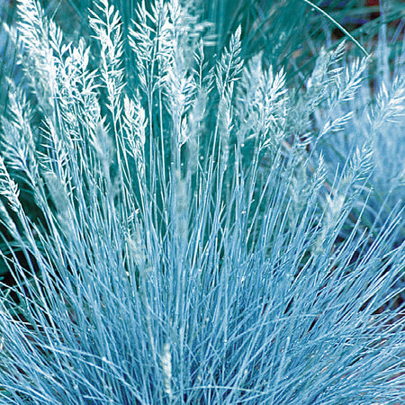 Unwins Ornamental Grass Festuca Blue Select Seeds