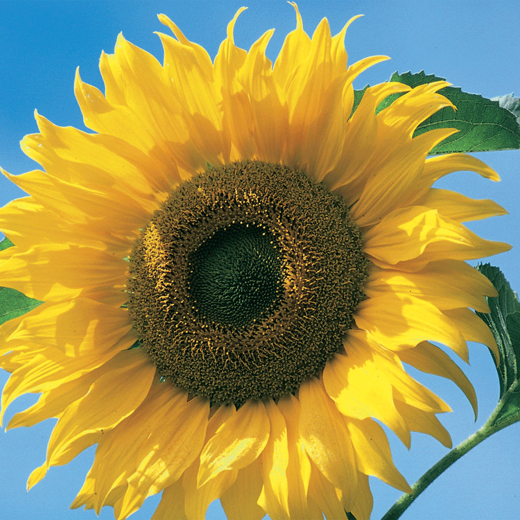 Unwins Sunflower American Giant F1 Seeds