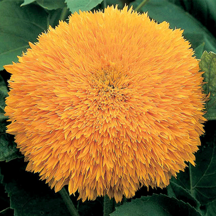 Unwins Sunflower Ginger Nut F1 Seeds