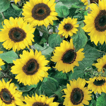 Unwins Sunflower Junior F1 Seeds