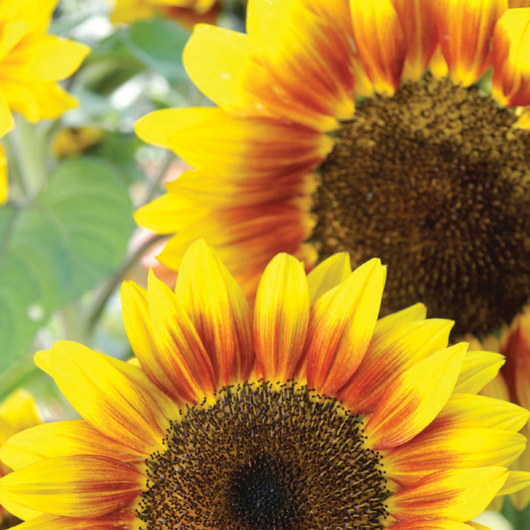 Unwins Sunflower Solar Flash F1 Seeds