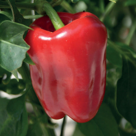 Unwins Sweet Pepper Red Bell F1 Seeds