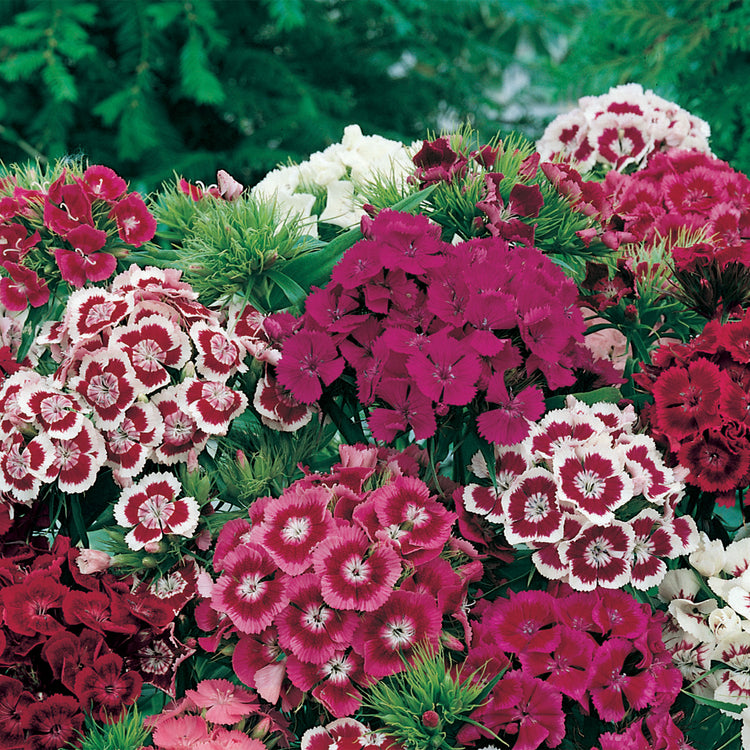 Unwins Sweet William Early Summer Scented Seeds