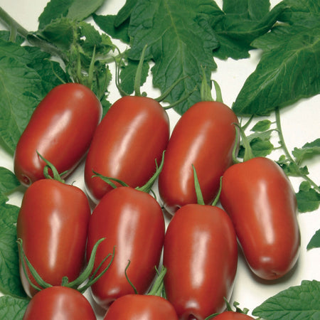 Unwins Organic Tomato Agro F1 Seeds