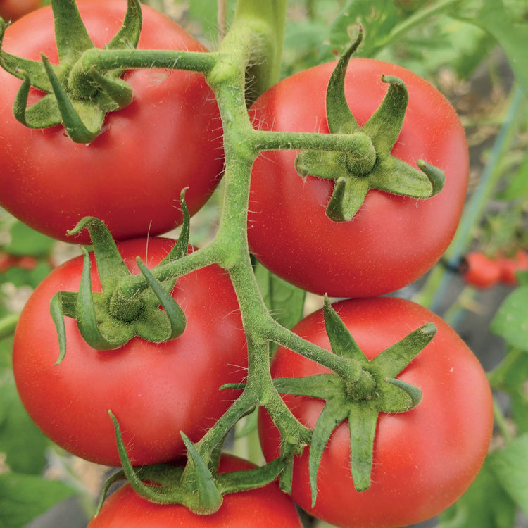 Unwins Organic Tomato Diplom F1 Seeds