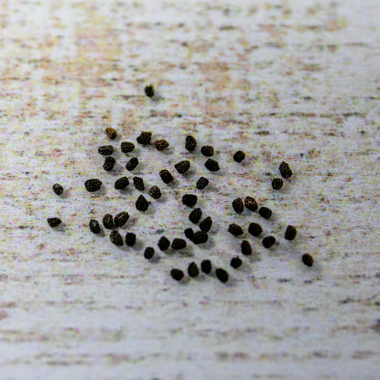 Little Growers Antirrhinum Snapdragon Seeds