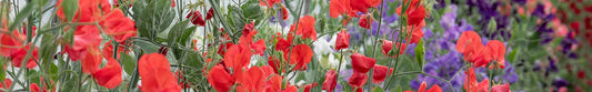 how to grow sweet peas banner