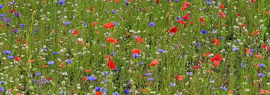 How to Grow Easy Wildflowers